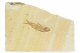 Detailed Fossil Fish (Knightia) - Wyoming #373715-1